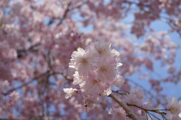 桜　しだれ桜　八重桜　クローズアップ