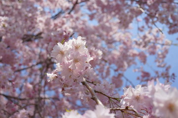 Obraz premium 桜 しだれ桜 八重桜 クローズアップ