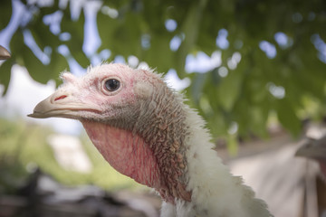 Head of a white turkey