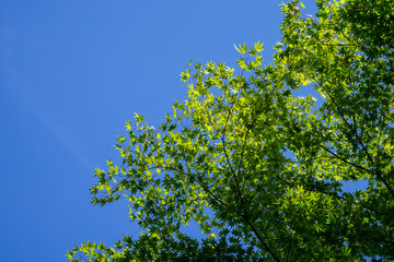 Shade of green maple leaves branches with clear blue sky background on sunny day, Kurokawa onsen town