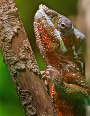 Obraz premium Caméléon