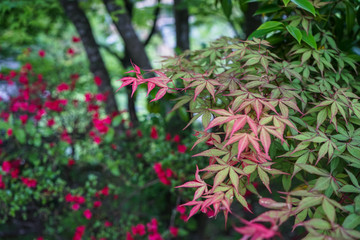 Shade of green and red maple leaves branches with blurred red flower background on rainy day, Kurokawa onsen town