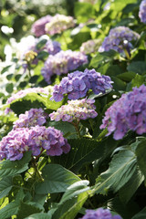 hydrangea
