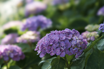 hydrangea