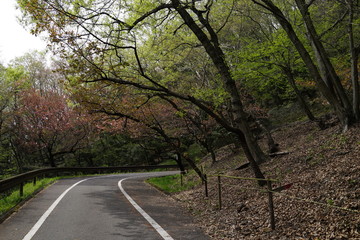 Naklejka premium 新緑の森 山道 散歩 公園 林 森 春 初夏