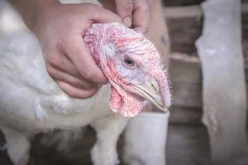 Caught white angry turkey