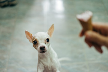 white chihuahua dog scared of the ice-cream cone