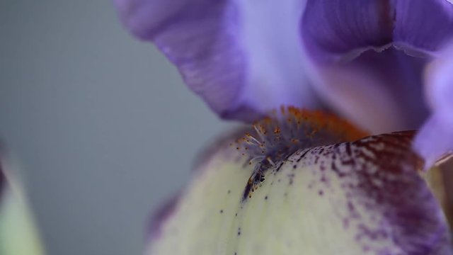 iris flower video