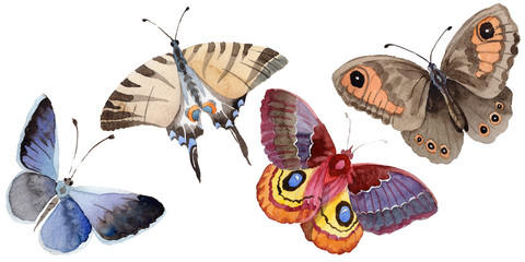 Watercolor butterfly tender insect, intresting moth, isolated wing illustration. Butterfly names: swallowtail, monarch, queen. Aquarelle for background, wrapper pattern, frame or border