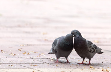 Love of two pigeons on the sidewalk