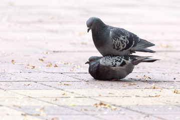 Love of two pigeons on the sidewalk