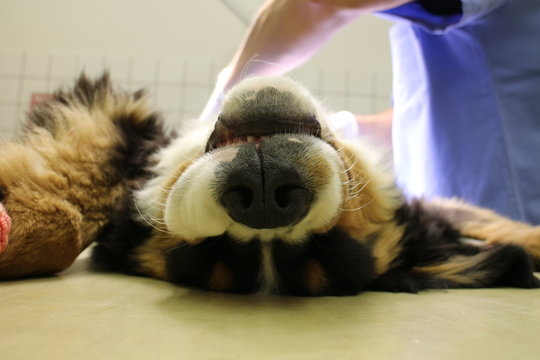Puppy of Bernese Mountain Dog in anesthesia