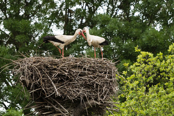 European white stork (Ciconia ciconia) nestlings in a nest in the wild