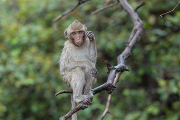 Naklejka na ściany i meble Monkey Sitting On The Branch, Khao Nor In Nakhon Sawan Province Of Thailand.