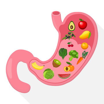 Stomach icon. Human internal organs. Healthy food. Digestion. Digestive tract, system. Healthcare. Flat style. Vector illustration