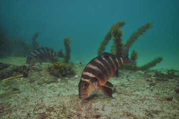 Red moki Cheilodactylus spectabilis grazing algae from flat rocky bottom with some coarse sand...