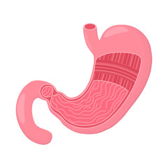 Stomach icon. Human internal organs. Digestion. Digestive tract, system. Healthcare. Flat style. Vector illustration