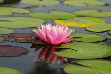 Flower, Pink lotus