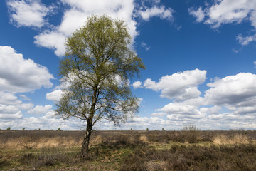 Obraz premium Birch at a heather field