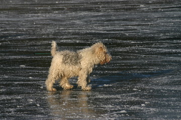 Fox-Terrier auf dem Eis