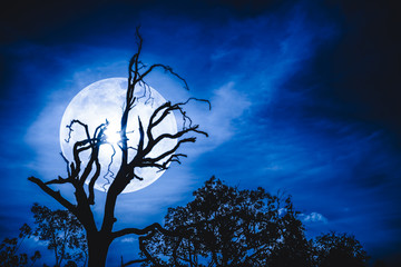 Night landscape of sky with bright super moon behind silhouette of dead tree.