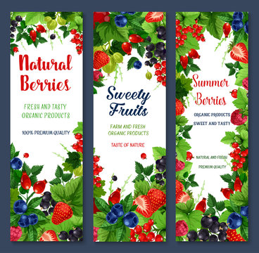 Berries and sweet fruits vector banners set