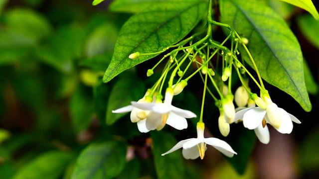 Murraya paniculata