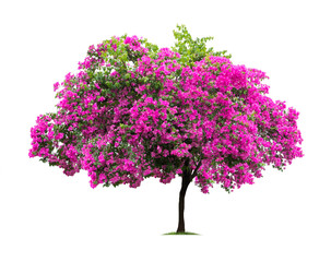 Bougainvillea tree isolated on white background