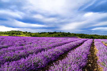 Fototapeta na wymiar Lavender flower blooming fields 