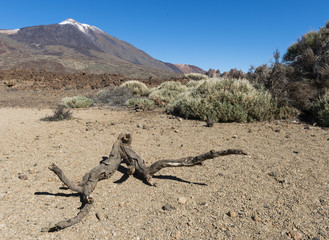 Branch on lava field with El Teide