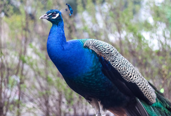 Fototapeta premium Indian peafowl
