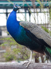 Fototapeta premium Indian peafowl