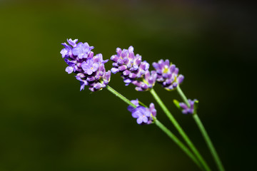Lavender flowers outside with green background