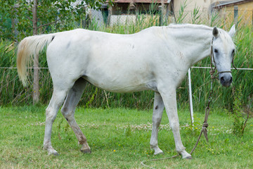 white horse feeding in a green pasture