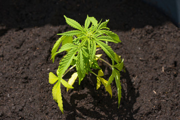 young cannabis plant