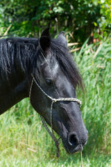 Obraz premium portrait of black horse