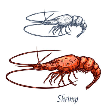 Shrimp prawn seafood vector isolated sketch icon