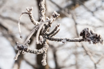 Green bush boxwood with snowflakes in winter. Green bush on a frosty day and snowflakes macro