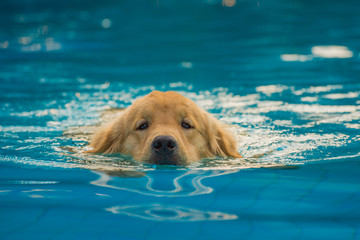 Golden Retriever Puppy Exercise in Swimming Pool