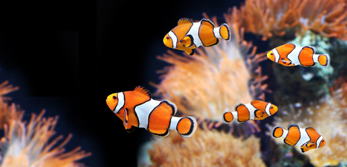 Naklejka premium Sea anemone and clown fish