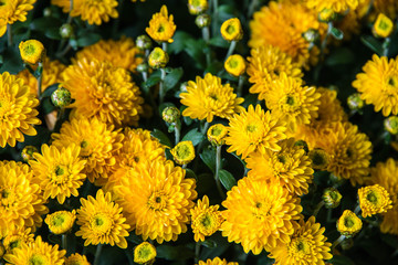 A close up of several yellow flowers