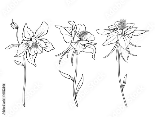 Download "Columbine flowers. Set of outline flowers. Stock line ...