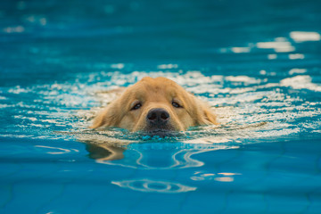 Golden Retriever Puppy Exercise in Swimming Pool