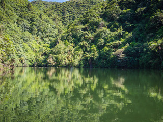 Bush Reflected In A Pond