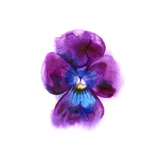 Naklejka na ściany i meble Watercolor painting of pansy flower. Can be used as a greeting card for background, textile patterns, web pages, wedding invitations, wallpaper.