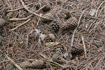 Pine cones on the ground