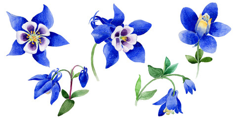 Fototapeta premium Wildflower Blue aquilegia flower in a watercolor style isolated.