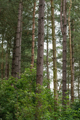 A group of trees in a pine forest in the UK