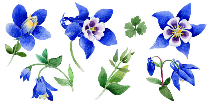 Wildflower Blue aquilegia flower in a watercolor style isolated.