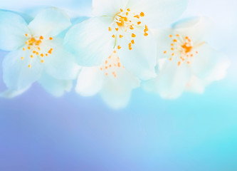 Naklejki  Delikatne romantyczne tło kwiatowy na gratulacje. Białe kwiaty jaśminu na niebieskim tle z nieostrością.